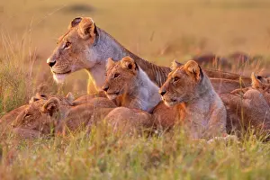 Groupe: LIONESS AND YOUNGS