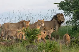 Lioness: LIONESS AND YOUNGS