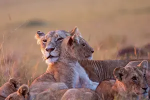 Groupe: LIONESS AND YOUNGS