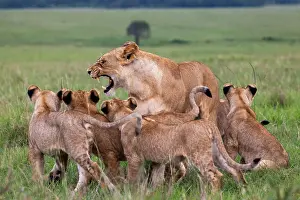 Parc: LIONESS AND YOUNGS