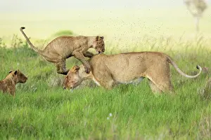 Parc: LIONESS AND YOUNGS