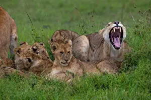 Parc: LIONESS AND YOUNGS
