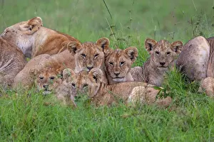 Parc: LIONESS AND YOUNGS