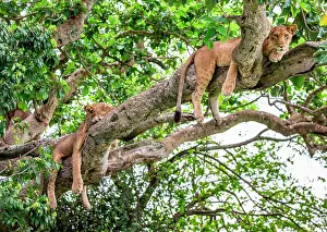 Falling: Two lionesses (Panthera leo) are lying on a big