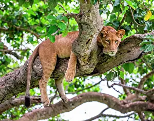 Falling: Lionesses (Panthera leo) lying on a big tree. Cl