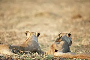 Backside: Lion