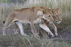Lionesses: Two lionesses Panthera leo, walking together through