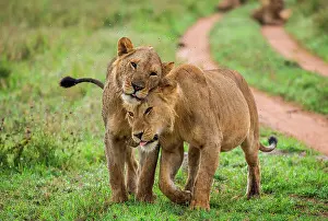 Tracks: Two lionesses (Panthera leo) are walking along t