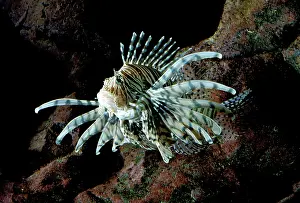 Lionfishes: Lionfish