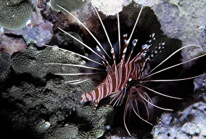 Lionfishes: LIONFISH