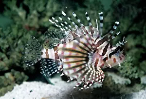 Volitans: LIONFISH