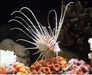 Lionfishes: LIONFISH