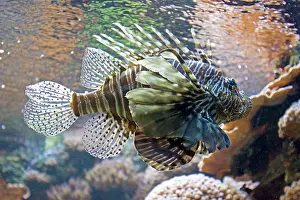Volitans: Lionfish also called Dragonfish Scorpion fish