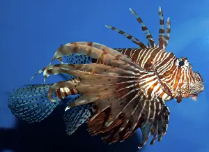 Volitans: Lionfish / Dragonfish - common on shallow coral reefs