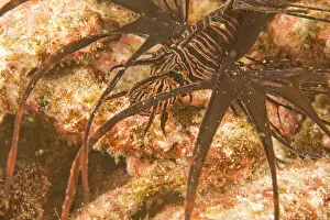 Reflex: Lionfish (Pterios sp.), Scuba diving at
