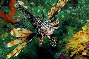 Shows: Lionfish (Pteroinae) spreads venomous spine shows