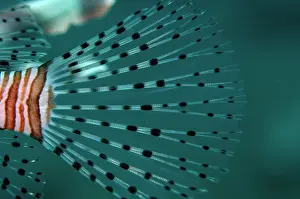 Straits: Lionfish tail