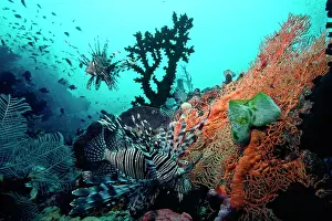 Volitans: Lionfish - amongst Tubastrea Coral & Sea Fan