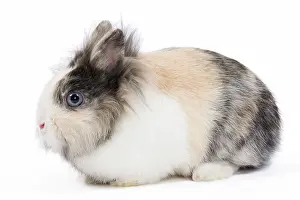 Lionhead: Lionhead Dwarf Rabbit - in studio