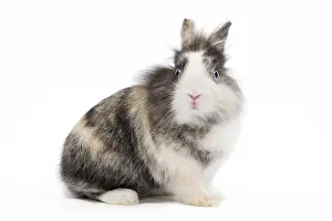 Lionhead: Lionhead Dwarf Rabbit - in studio