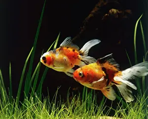 Goldfishes: Lionhead Fish
