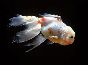 Lionhead: Lionhead Fish