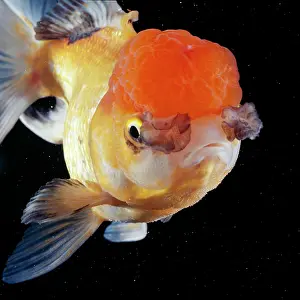 Lionhead: Lionhead Goldfish