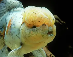 Goldfishes: Lionhead Goldfish