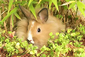 Lionhead: Lionhead Rabbit