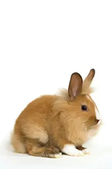 Lionhead: Lionhead Rabbit