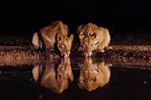Haut Lieu Touristique: LIONNESS