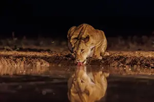 Haut Lieu Touristique: LIONNESS