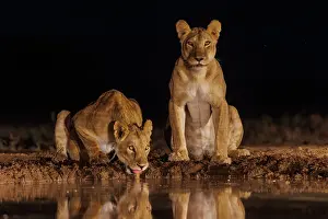 Haut Lieu Touristique: LIONNESS