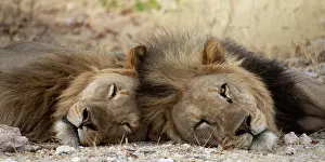Live: Lions are most active at night and live in a variety of habi