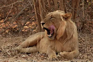 Live: Lions are most active at night and live in a variety of habi
