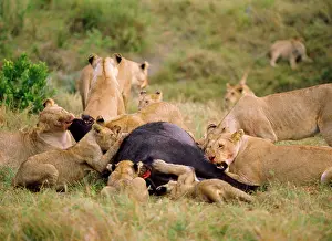 Prides: Lions - at Buffalo kill
