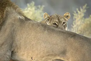 150818: Lions - couple during mating - Botswana, Africa