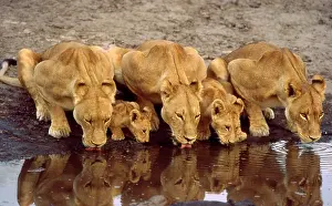 Lions: Lions and cubs - Drinking at waterhole