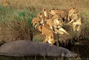 Prides: Lions - eating Hippo