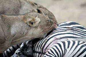 Gnawing: Lions - two feeding on zebra
