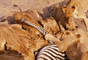 Prides: Lions - feeding on Zebra kill