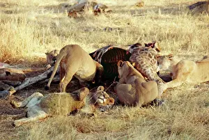 Prides: Lions - Gorging on giraffe