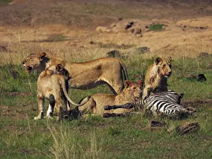 141217: Lions with kill in the Masai Mara, Kenya, Africa