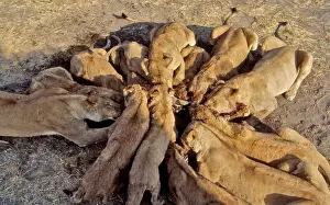 Squabbling: Lions with kill - Squabbling aggressively whilst feeding