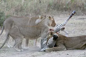 Suffocating: Lions - killing Crawshay's Zebra