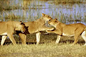 Playfighting: LIONS - three lioness / females playfighting
