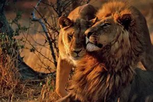 Greeting: Lions - Lioness greets male Lion