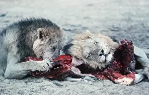 Contentment: LIONS - two males, at kill