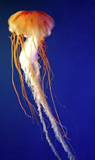 Cyanea: Lion's Mane Jellyfish