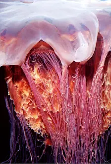 Scary: Lion's Mane JELLYFISH - close-up